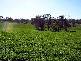 3944 MURRINGO ROAD, Young NSW 2594