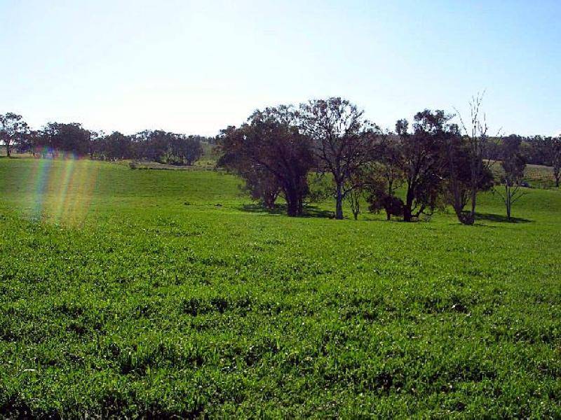 3944 MURRINGO ROAD, Young NSW 2594