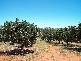 WOMBAT CREEK ROAD, Young NSW 2594