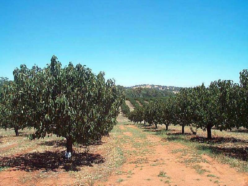 WOMBAT CREEK ROAD, Young NSW 2594