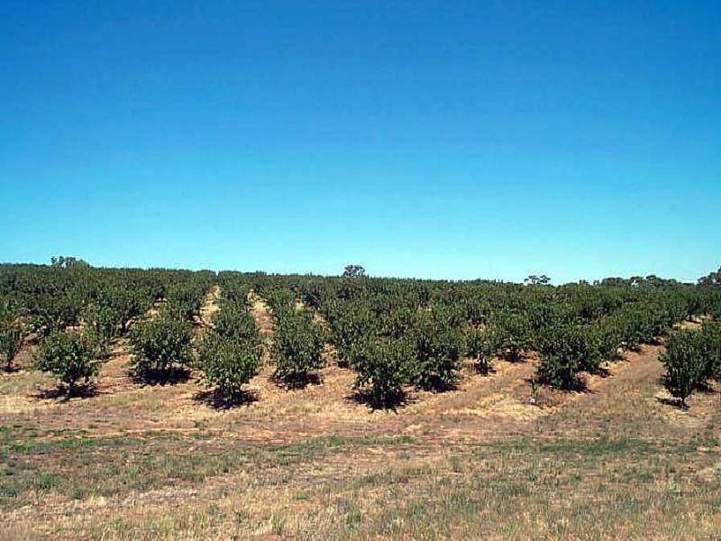WOMBAT CREEK ROAD, Young NSW 2594