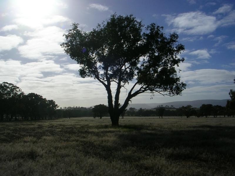 Bendick Murrell NSW 2803