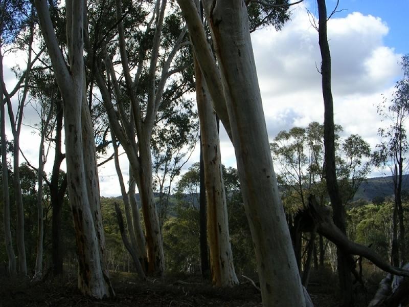 Taylors Flat NSW 2586