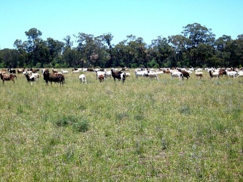 1315 Forest Way via Yarrie Lake, Narrabri NSW 2390