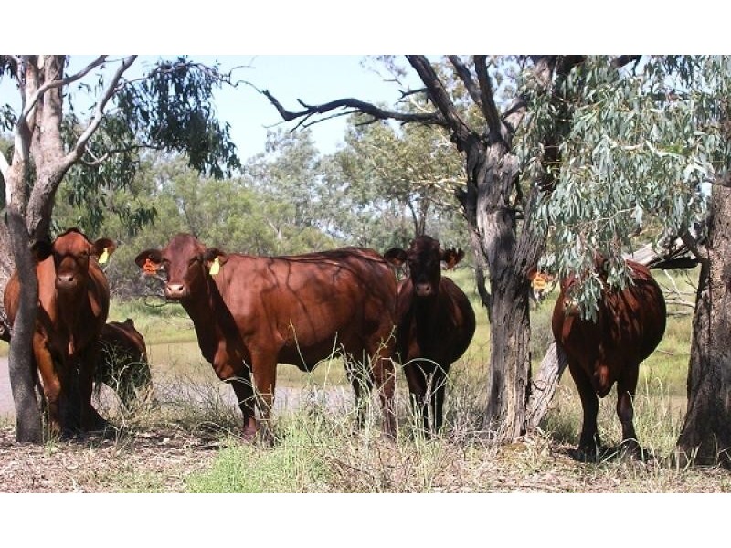 Come By Chance NSW 2832