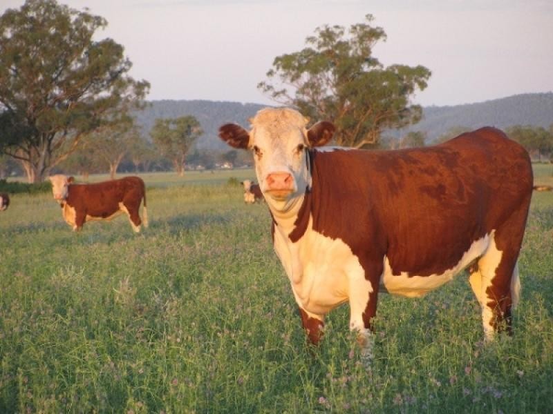 Boggabri NSW 2382