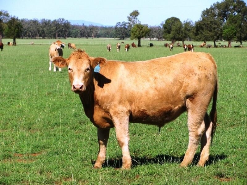 Boggabri NSW 2382