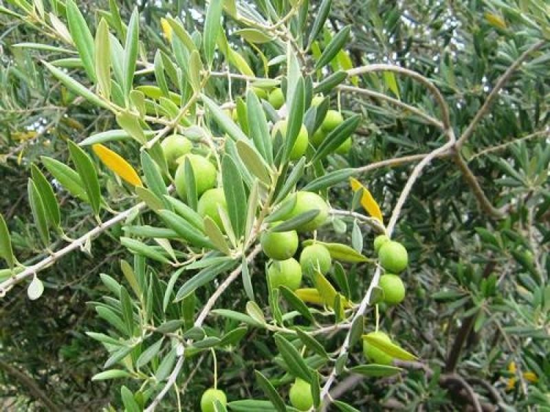 700 Hulls Road, Wee Waa NSW 2388