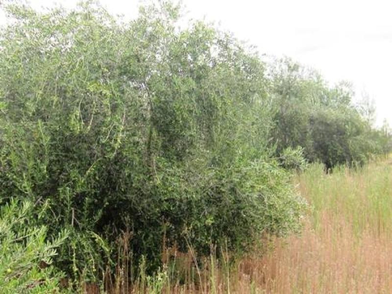 700 Hulls Road, Wee Waa NSW 2388