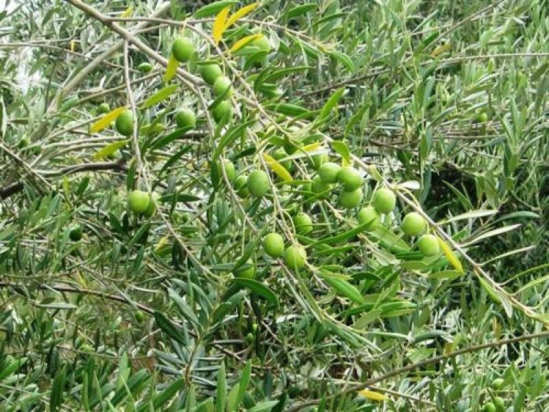 700 Hulls Road, Wee Waa NSW 2388