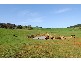 Neville NSW 2799