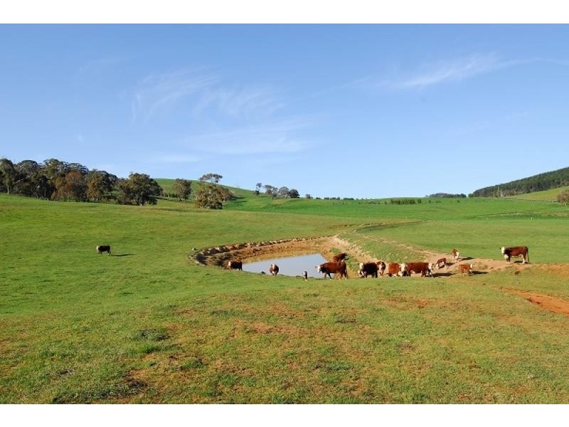 Neville NSW 2799