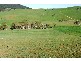 Neville NSW 2799