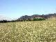 GRENFELL ROAD, Cowra NSW 2794