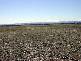 GRENFELL ROAD, Cowra NSW 2794