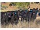 425 Millamolong Station Rd, Mandurama NSW 2792