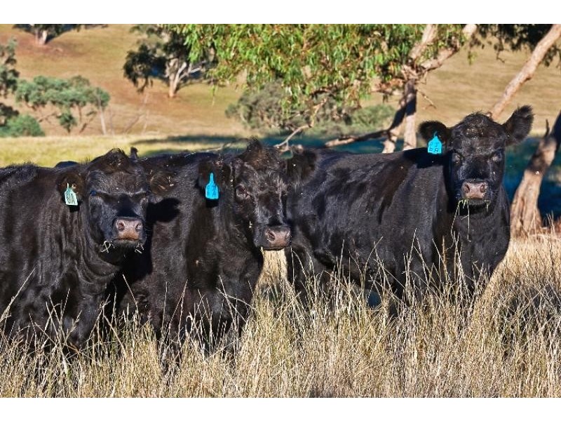 425 Millamolong Station Rd, Mandurama NSW 2792