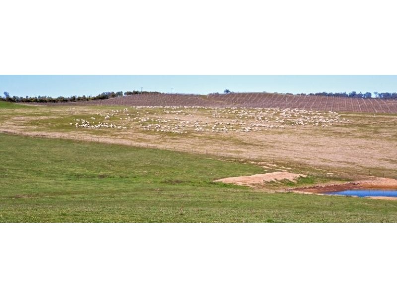 425 Millamolong Station Rd, Mandurama NSW 2792