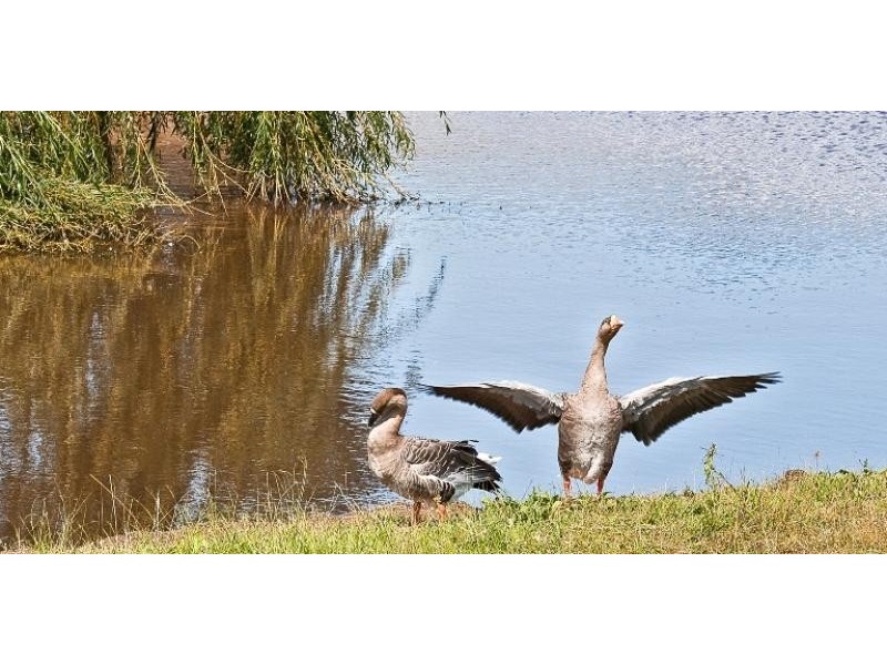 425 Millamolong Station Rd, Mandurama NSW 2792