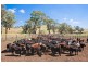 425 Millamolong Station Rd, Mandurama NSW 2792