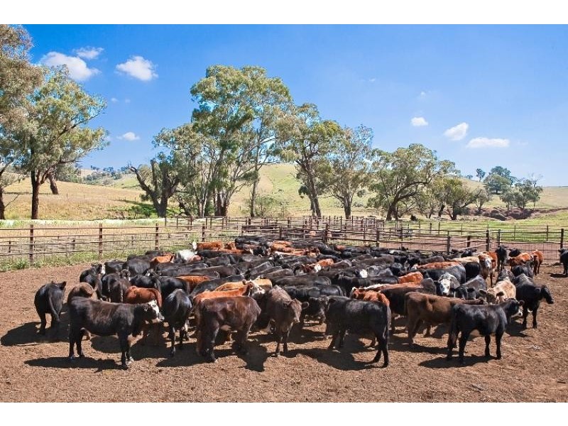 425 Millamolong Station Rd, Mandurama NSW 2792