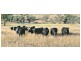 425 Millamolong Station Rd, Mandurama NSW 2792