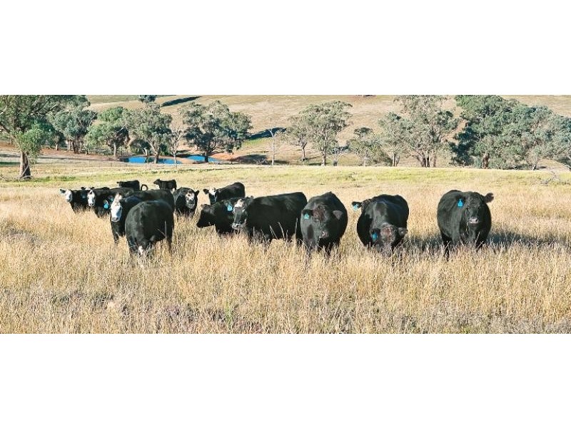 425 Millamolong Station Rd, Mandurama NSW 2792