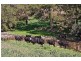 425 Millamolong Station Rd, Mandurama NSW 2792