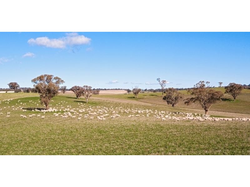 425 Millamolong Station Rd, Mandurama NSW 2792