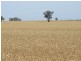 Condobolin NSW 2877