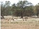 Condobolin NSW 2877