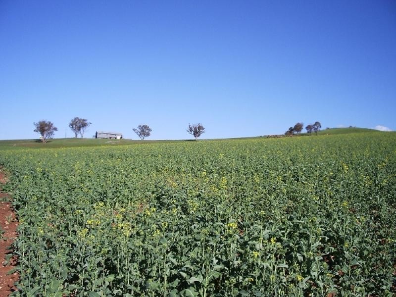 OLD GUNDAGAI ROAD, Cootamundra NSW 2590