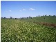 OLD GUNDAGAI ROAD, Cootamundra NSW 2590