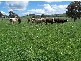 Jugiong NSW 2726