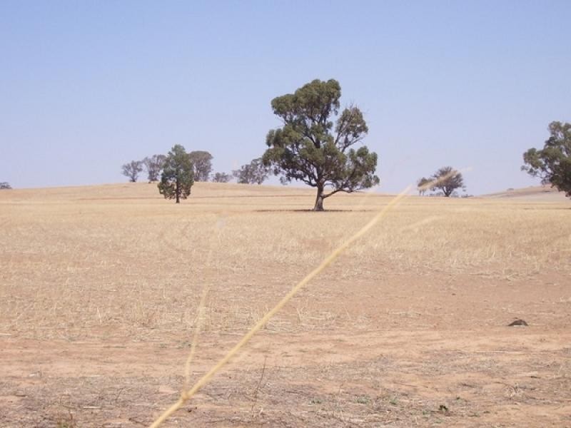 Cootamundra NSW 2590