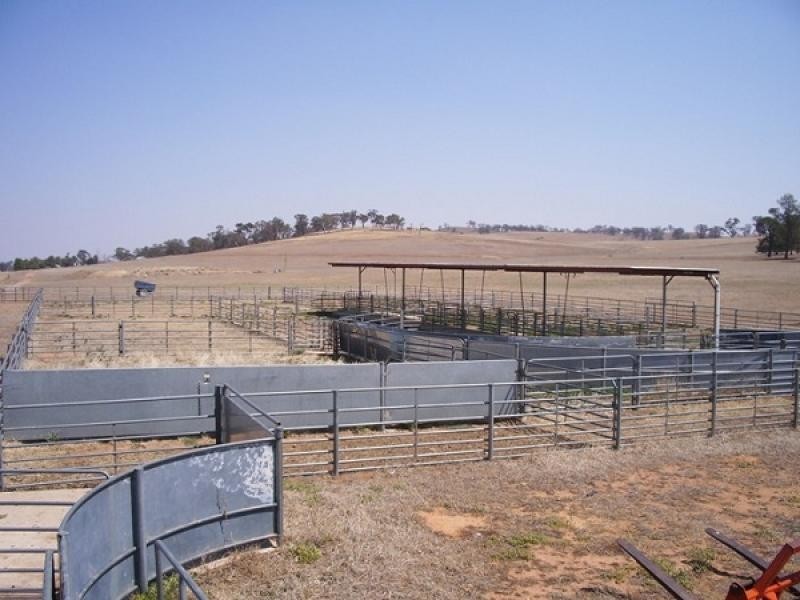 Cootamundra NSW 2590