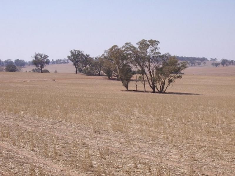 Cootamundra NSW 2590