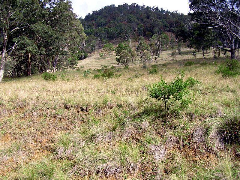 POLA FOGAL’ TOMALLA ROAD, TOMALLA TOPS, Scone NSW 2337 the real