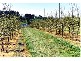 0 Cargo Road, Orange NSW 2800