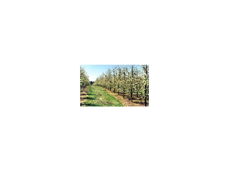 0 Cargo Road, Orange NSW 2800