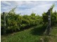 Mudgee NSW 2850
