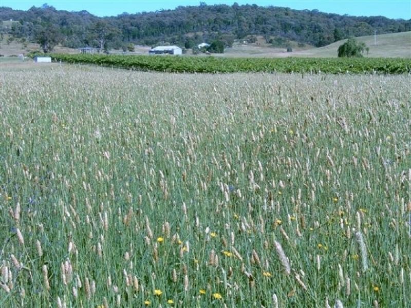 Mudgee NSW 2850