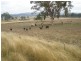 Bylong NSW 2849