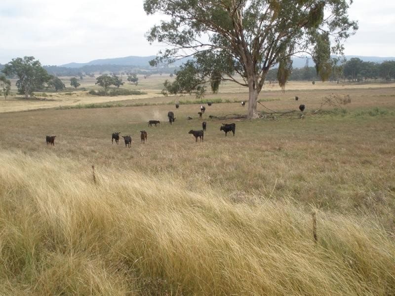Bylong NSW 2849