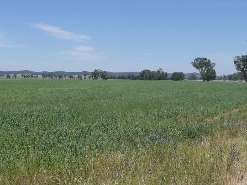 Mudgee NSW 2850