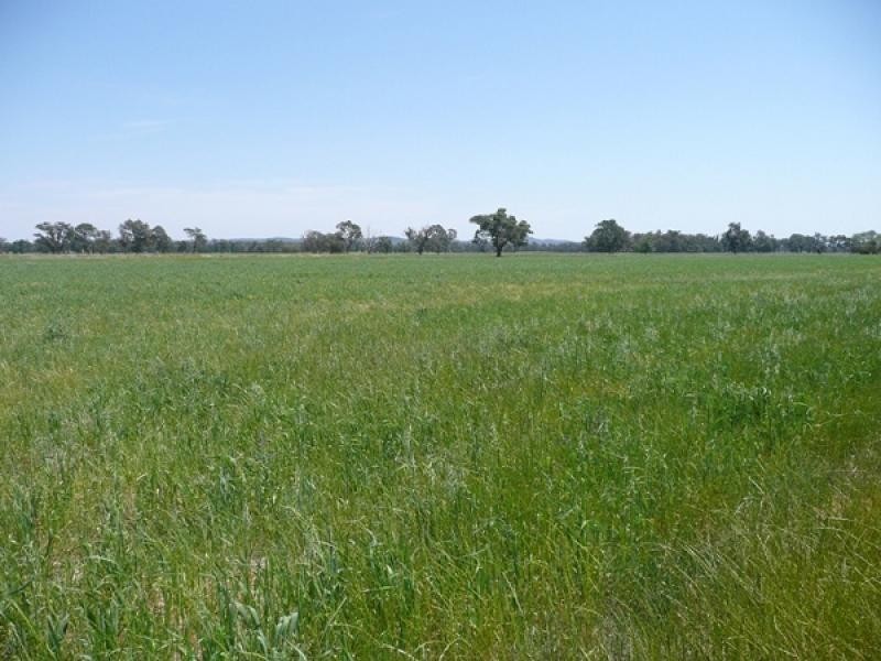 Mudgee NSW 2850