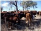 Bonshaw NSW 2361