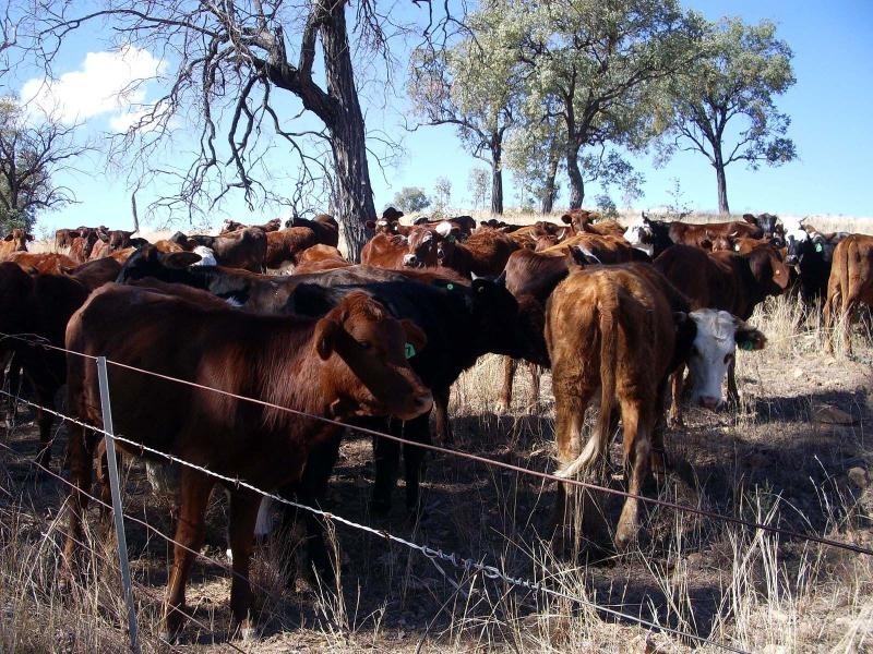 Bonshaw NSW 2361