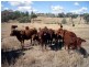Bonshaw NSW 2361