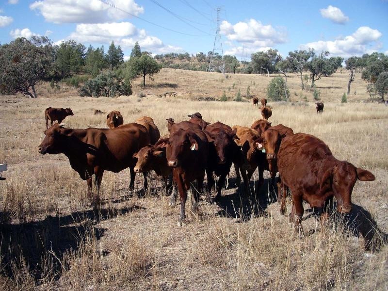 Bonshaw NSW 2361